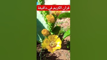 سورة.الاسرا.ماهر.المعيقلي #quran #اكسبلور #المصحف #nature #flowers #duet #لايك احترم.القران.ة #ترند