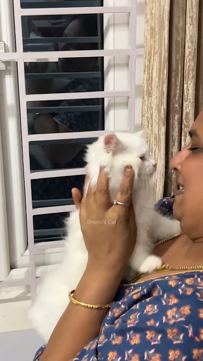 I'm so happy🤦‍♀️😇 #cat #shorts