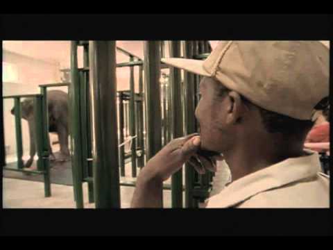 The Urban Elephant: Shirley's Story