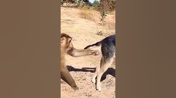 monkey and dog prank#prank#funny #fun #shorts
