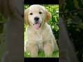 #goldenretriever @mundo_dos_pets-OFC