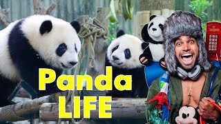 Raising Cute Giant Pandas 101: It&#39;s Complicated