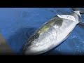 Japan Record Price Yellowtail Sells For Over 22 000 Euros At Ishikawa S First Winter Auction