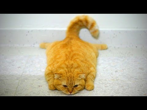 funny-cats-😻😹-cute-fat-cats(part-1)-[epic-life]