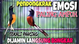 Download Lagu Latihan Mental Pendongkrak EMOSI MURAI BATU 🔴 sekali pancing dijamin langsung emosi bongkar materi MP3