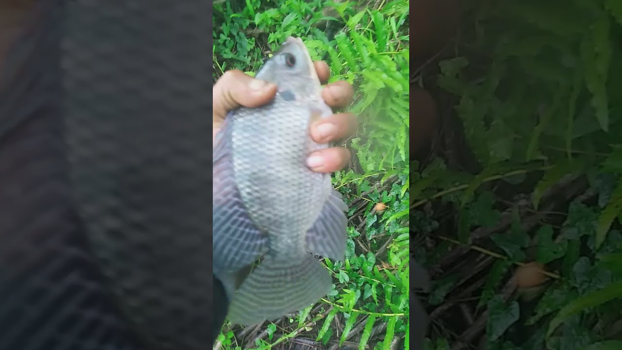 Keseruan mancing ikan nila saat hujan