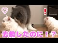 再会した猫家族にトラブル発生...！！子猫も困惑。これは一体...？？