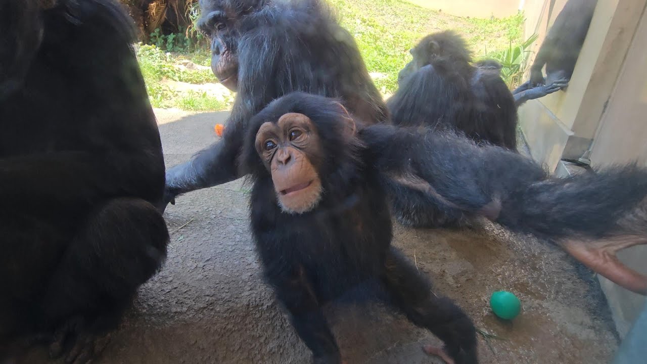 チヨちゃん大好きチンパンジー　かみね動物園　チンパンジー　202406