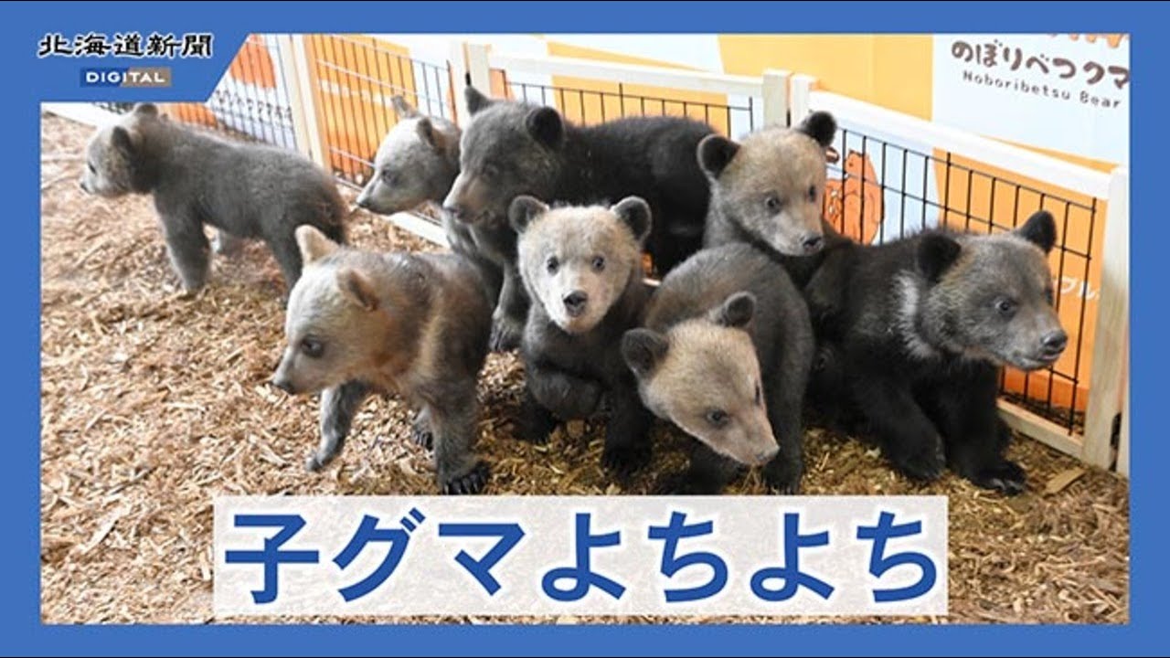 子グマよちよち 今年は8頭誕生 のぼりべつクマ牧場 - YouTube