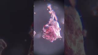 Candy Cane! WOWIE! #science #microscope #youtubeshorts #relax Music: Discover Musician: @iksonmusic