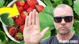STOP The Insanity! What Am I Doing To My Strawberries?