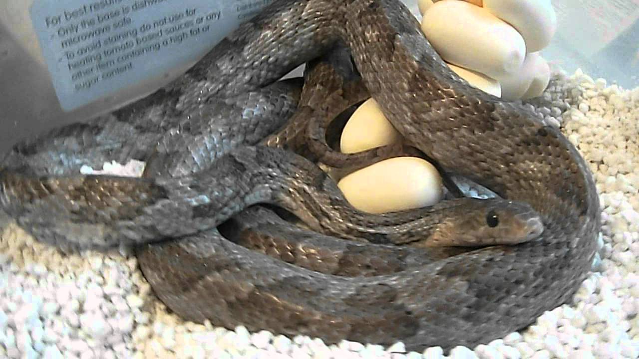 eggs florentine Charcoal cornsnake with 14 good eggs..