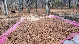Арстанбап Жангак Жыйноо, 2022-2023 год, Урожай ореха в Арсланбобе