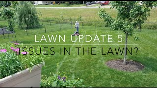 Lawn Update 5 - Heat Stress, Red Thread, Why It's Important to Mow Tall, and more mowing!
