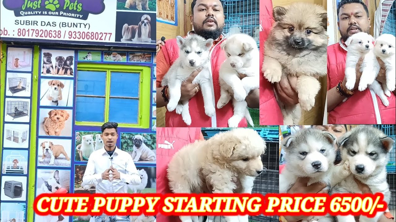 kolkata dogs pet shop latest price?just pets shop new puppy price?dog price in india