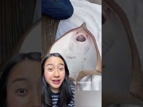 Menggelitiki Ikan Pari