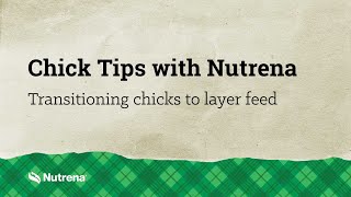 Chick Tips with Nutrena: Transitioning Chicks to Layer Feed