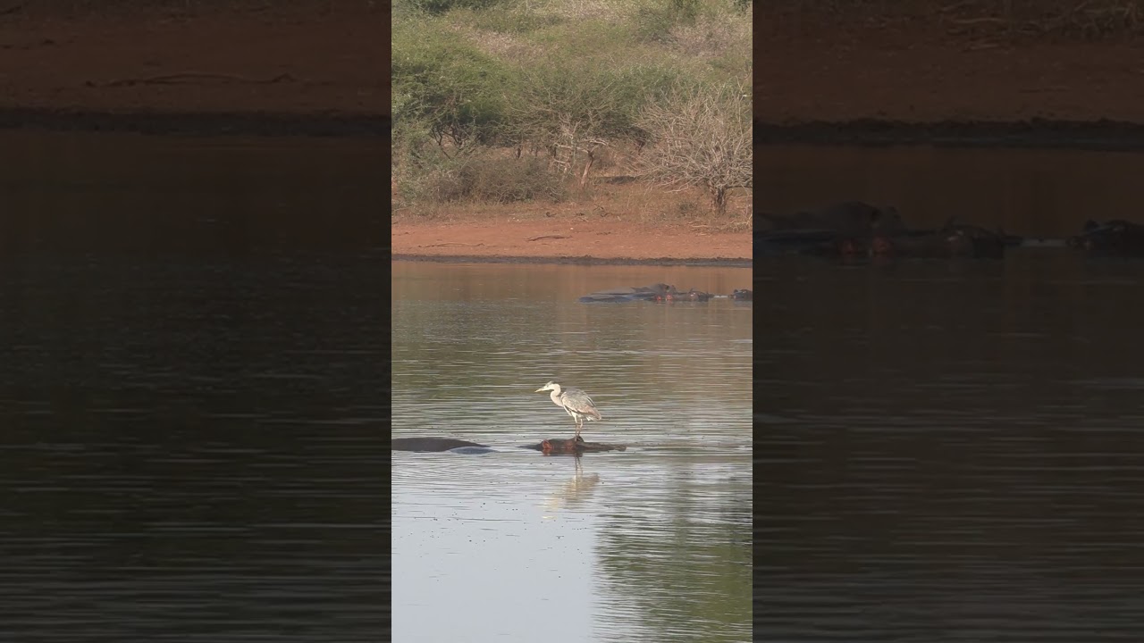 Grey Heron fishing at Sunset Dam 