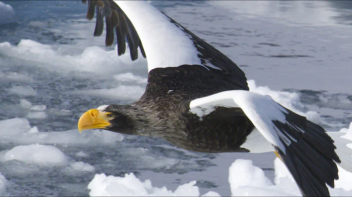 Steller's Sea Eagle