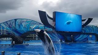 Apresentacao Orcas SeaWorld Jul-2020