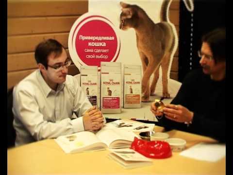 Диетология кошек с Ярославом Рюминым 1 / Cat food & Pet Nutrition