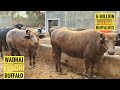 6 Million Worth Kundhi Buffalo | Soomar Chandio Banni Buffalo | Wadhai Kundhi | dosso Jatt Kundhi