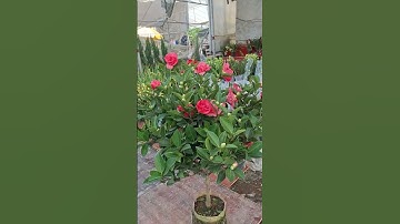 Bán cây hoa trà tứ quý cánh kép màu hồng 0977973535