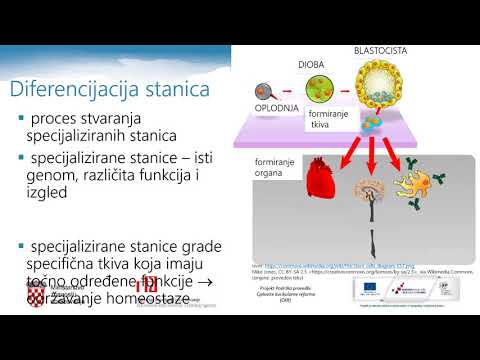 Video: Koji je primjer stanične diferencijacije?
