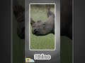 What Does a Rhino Say? 🦏🎶 | Learn Animal Sounds | Educational Video for Kids