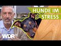 Ängstliche und aggressive Hunde beruhigen | Hunde verstehen (11) | WDR