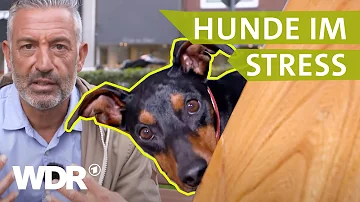 Wie aggressiven Hund beruhigen?