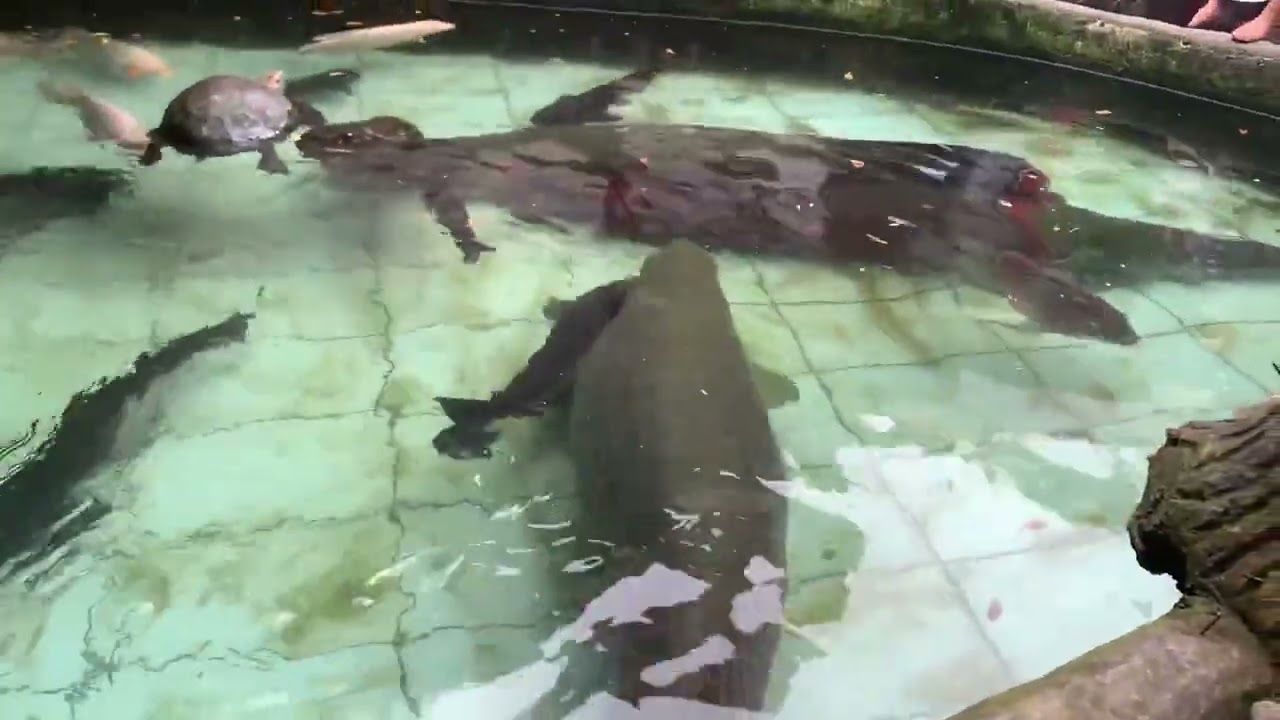 Three Predators From Amazon, Arapaima Fish In The Pond