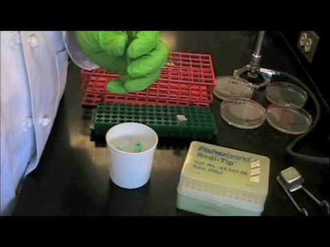 วีดีโอ: แบคทีเรียเปลี่ยนแปลงอย่างไรในห้องปฏิบัติการ?