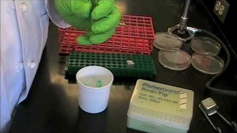 Bacterial Transformation Lab