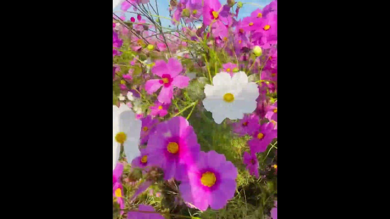 コスモス - YouTube