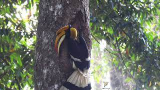 Great Hornbill feeds partner