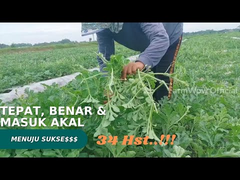 Video: Casaba Melon Care: Petua Untuk Menanam Pokok Anggur Tembikai Casaba