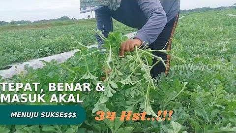 Thumbnail of Cara Pemangkasan atau Purining Ranting pada tanaman SEMANGKA yang benar‼️ WATERMELON Plants‼️