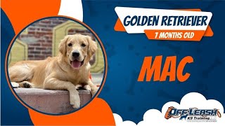 Golden Retriever Off leash Dog Training / Obedience Training