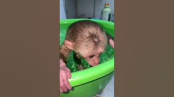 Monkey baby #monkey #monkeybobo #babymonkey #monkeybob #cute #monkeyboo #monkeybab #animals