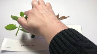 Simple vs. Compound Leaves