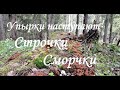 Рецепт приготовления грибов  Строчки!  Сморчки!