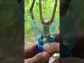 Tehnik pecah sisip #airlayering #bonsaitree