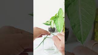 Elegant Hanging Glass Planter Decor | Variegated Pothos Setup 🌱