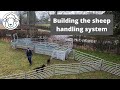 Building the sheep handling system - just how do you catch up sheep for scanning?