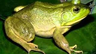 Reggie Z Fart Bull Frog