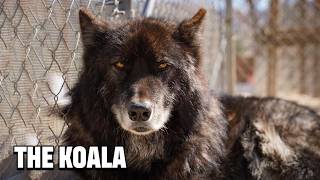 Hours From Euthanasia to Freedom: Wolf Dog Sarge’s Incredible Rescue Transformation 🐺💔➡️❤️
