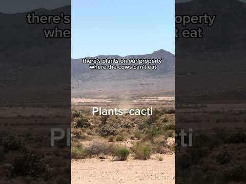 We Watch a Dust Devil Come Get Us