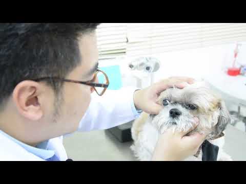 วีดีโอ: ปัญหาตาสุนัข & ยาหยอดตาสำหรับสุนัข