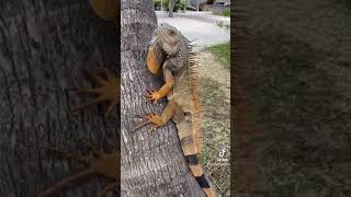 Huge Iguana almost rips my hand off Music:  Zen Dip E